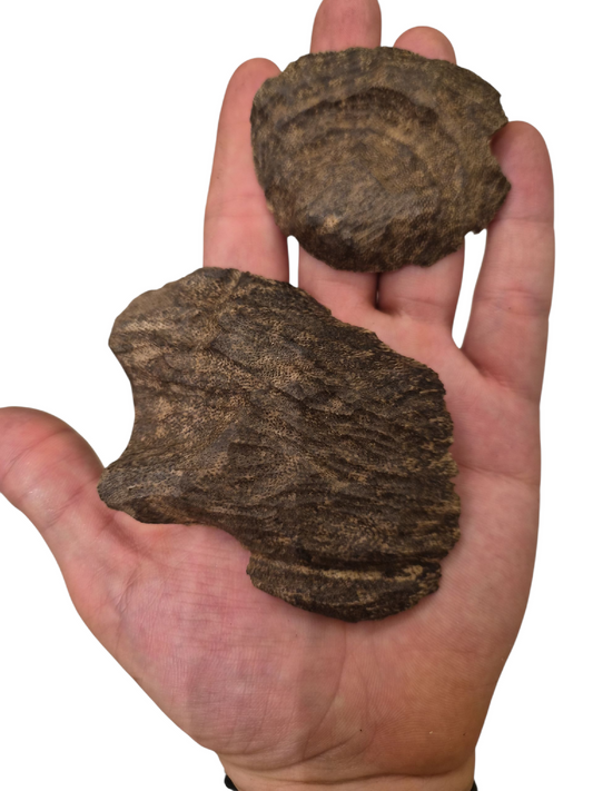 كمبودي غابات فاخر