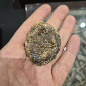 صره مسك الغزال 14.7 gram