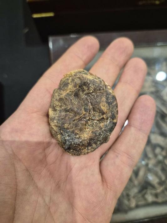 صره مسك الغزال 14.7 gram